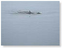 05-16-9-1er dauphins